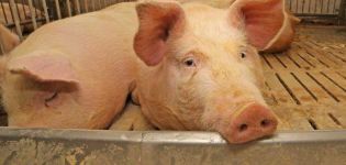 Simptomi i dijagnoza trihineloze kod svinja, metode liječenja i prevencija
