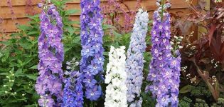 What is the best way to transplant a delphinium to a new place in spring, summer and autumn