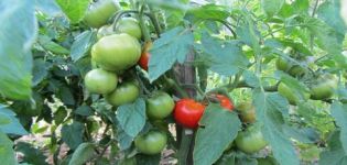 Pomidorų veislės Juggler charakteristikos ir aprašymas