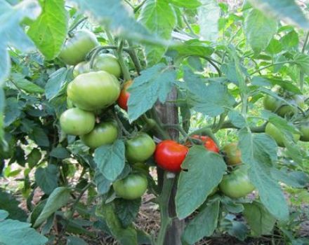 Characteristics and description of the tomato variety Juggler