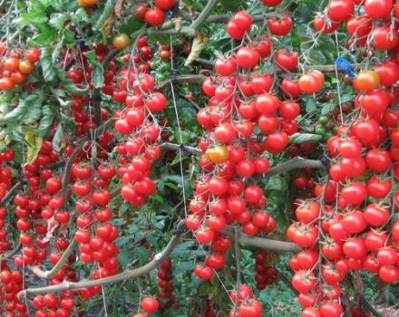 Žieminių vyšnių pomidorų veislės produktyvumas, aprašymas ir savybės