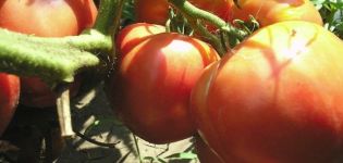 Description of the tomato variety Love earthly and its characteristics