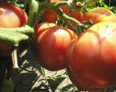 Descripción de la variedad de tomate Love Earthly y sus características