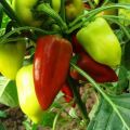 How to form peppers in a greenhouse and open field