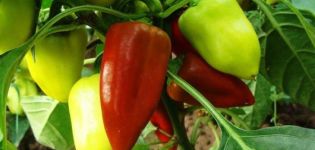 Kako formirati paprike u stakleniku i otvorenom polju