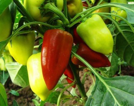 Jak tvořit papriky ve skleníku a na otevřeném poli