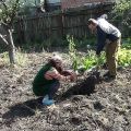 Plantarea și îngrijirea cireșelor în Siberia, selectarea soiului și erorile în cultivare