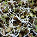 Useful properties and harm of germinated lentils, chemical composition, is it possible to eat it