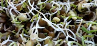 Proprietà utili e danno delle lenticchie germinate, composizione chimica, è possibile mangiarlo