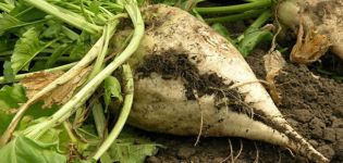 Varieties, cultivation and care of fodder beets, its difference from sugar