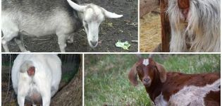 Causes of discharge from the noose in a pregnant goat before lambing and what to do