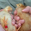 10 najlepších metód na nezávislé určenie pohlavia kurčaťa