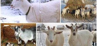 Règles d'élevage et de soins des chèvres à la maison pour les débutants