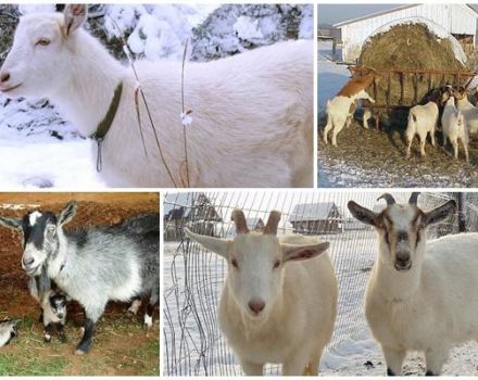 Regler for avl og pleje af geder derhjemme for begyndere