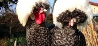 Beskrivning och kännetecken för holländska kycklingar, vitkrönsinnehåll