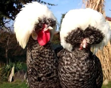 Popis a vlastnosti nizozemských kuřat, obsah plemene chocholatý