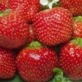 Beskrivelse og karakteristika for Holiday jordbærsort, dyrkning og pleje