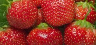 Description and characteristics of the Holiday strawberry variety, cultivation and care