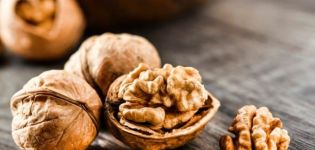 Užitečné a léčivé vlastnosti vlašských ořechů pro tělo, kontraindikace