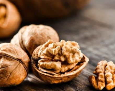 Pähkinöiden hyödylliset ja lääkeominaisuudet kehossa, vasta-aiheet