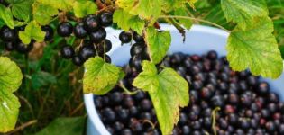 Beskrivning och egenskaper hos Pygmy vinbärsorten, plantering och vård