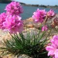 Description of 25 species and varieties of armeria, planting and care in the open field