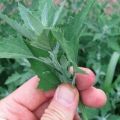 Propietats útils i contraindicacions de l’herba quinoa, receptes de medicina tradicional