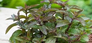 Description of the variety of chocolate mint, features of growing and caring for the plant