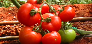 Περιγραφή και χαρακτηριστικά της ποικιλίας ντομάτας Ivanych