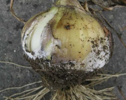 Description and treatment of onion diseases, control measures and what to do