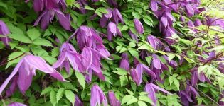 Description and varieties of clematis of the Knyazhik variety, planting and care