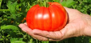 Kuvaus Beefsteak-tomaattilajikkeesta ja sen pääominaisuuksista
