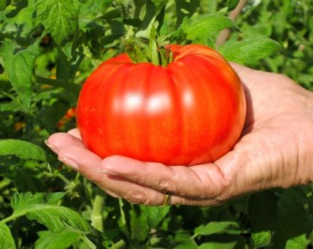 Description of the tomato variety Beefsteak and its main characteristics
