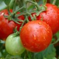 Valya-tomaattilajikkeen kuvaus, sen ominaisuudet ja sato