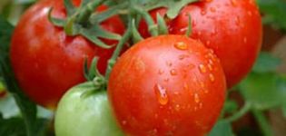 Descripción de la variedad de tomate Valya, sus características y rendimiento