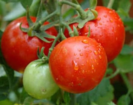 Descrizione della varietà di pomodoro Valya, le sue caratteristiche e la resa