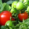 Pomidorų veislės Boni savybės ir aprašymas mm, derlius