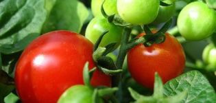 Tomaattilajikkeen Boni mm ominaisuudet ja kuvaus, sen sato