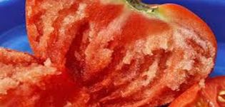 Vechniy call domates çeşidinin özellikleri ve açıklaması