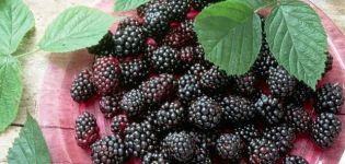 Description and characteristics of the Loch Tay blackberry variety, planting and care