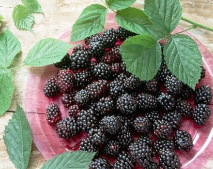 Description and characteristics of the Loch Tay blackberry variety, planting and care