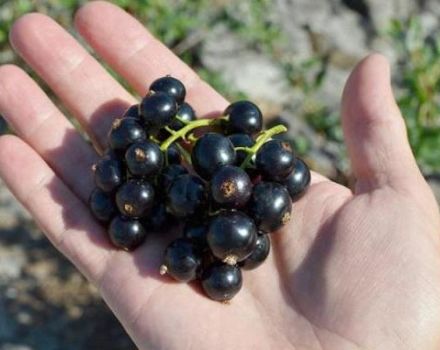 TOP 30 giống nho đen ngon nhất ở Siberia với mô tả và đặc điểm