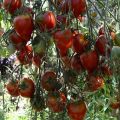 Tarasenko jubilejas tomātu šķirnes raksturojums un apraksts, tā raža