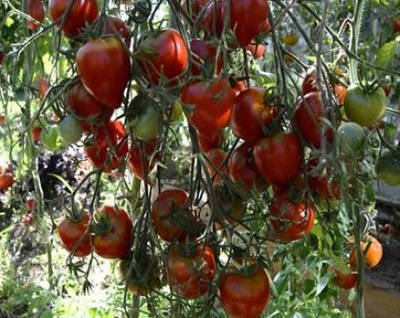 Caratteristiche e descrizione della varietà di pomodoro giubileo Tarasenko, la sua resa