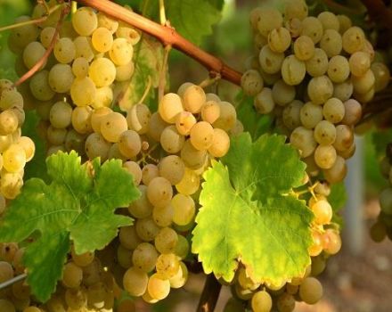 Viura-viinirypäleiden kuvaus ja ominaisuudet, istutus ja hoito