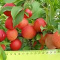 Planting and caring for plums in Siberia, which varieties are better to grow