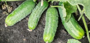 Description de la variété de concombre Spino, caractéristiques de culture et d'entretien