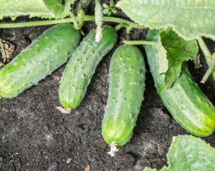 Description of the Spino cucumber variety, features of cultivation and care