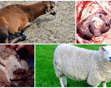 Symptoms of infectious enterotoxemia in sheep, methods of treatment and prevention