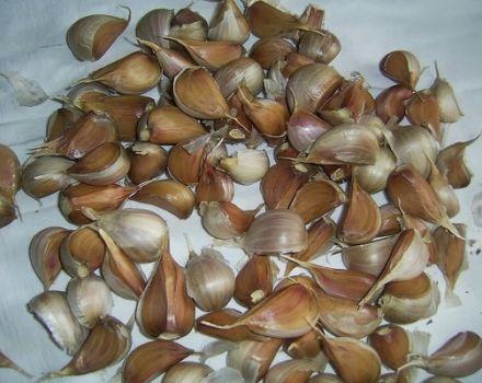 How to plant garlic correctly, planting dates and rates, preparation and processing of beds